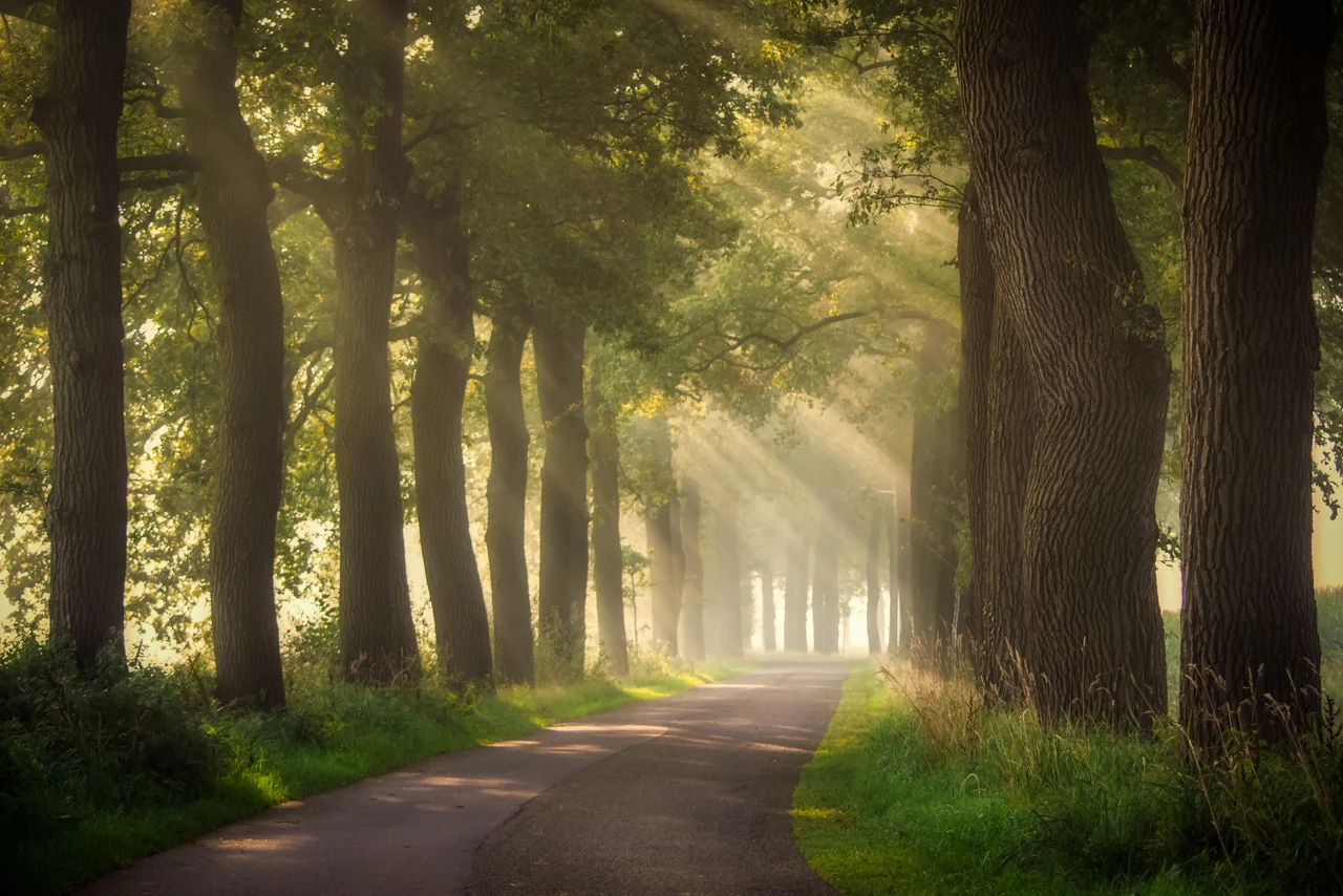 A path through tall trees filled with morning light